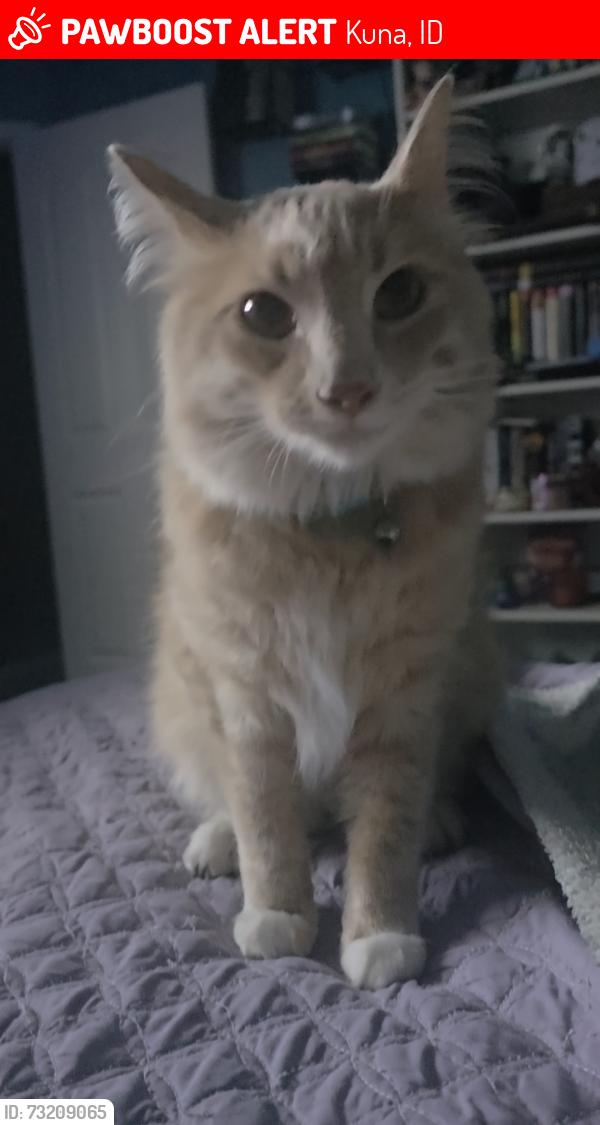 Lost Male Cat last seen School and Omphale, Kuna, ID 83634