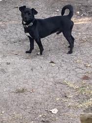Lost Male Dog last seen Cortingham, Houston, TX 77048