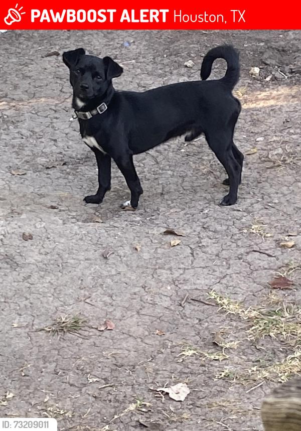 Lost Male Dog last seen Cortingham, Houston, TX 77048