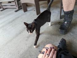 Found/Stray Female Cat last seen Country Inn and Suites hotel, Indianapolis, IN 46221