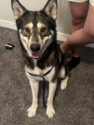 Found/Stray Male Dog last seen Desert sands neighborhood, El Paso, TX 79938
