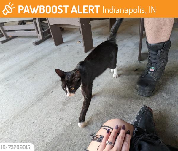 Found/Stray Female Cat last seen Country Inn and Suites hotel, Indianapolis, IN 46221