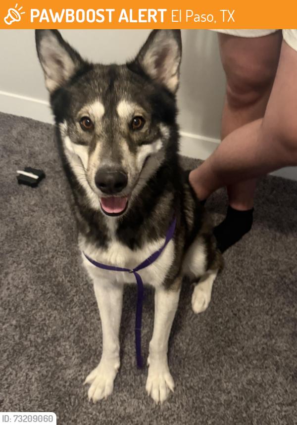 Found/Stray Male Dog last seen Desert sands neighborhood, El Paso, TX 79938