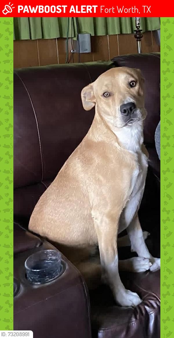 Lost Female Dog last seen Near lake shore dr, Fort Worth, TX 76103