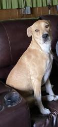 Lost Female Dog last seen Near lake shore dr, Fort Worth, TX 76103