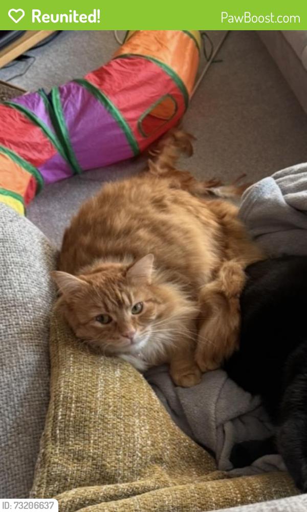 Reunited Male Cat last seen Post Drive, Suffolk, England IP14 4FL