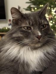 Lost Male Cat last seen Near NW Rosefinch Ln 97229, Portland, OR 97229