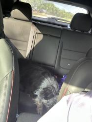 Reunited Female Dog last seen County Rd 526 and 525, Mansfield, TX 76063