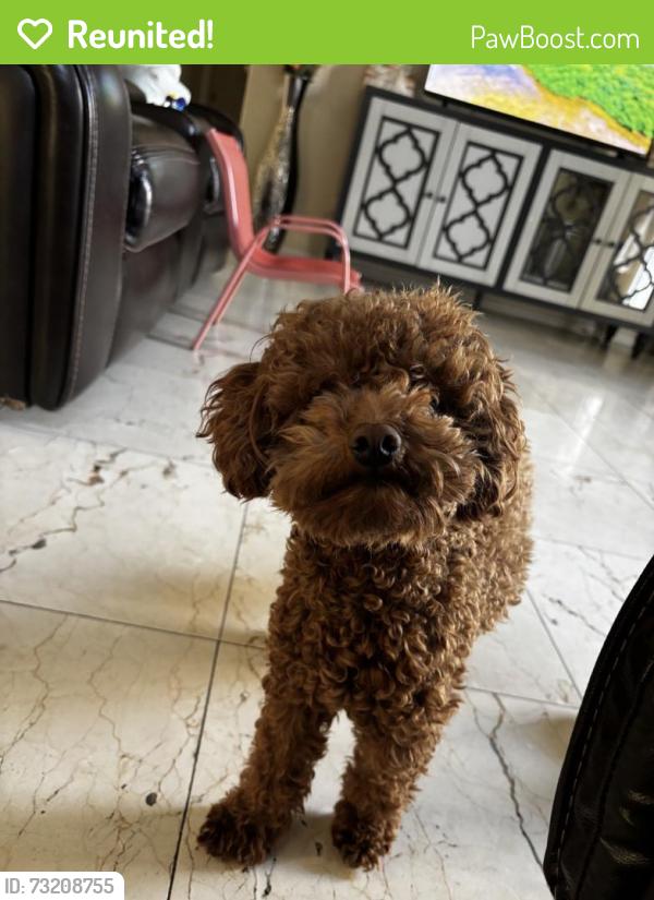Reunited Male Dog last seen Morris St and Campton Dr, Oxnard, CA 93030