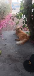 Reunited Male Cat last seen Sands motel in between mountain Ave and central Ave Ontario ca/ montcalir ca, Ontario, CA 91762