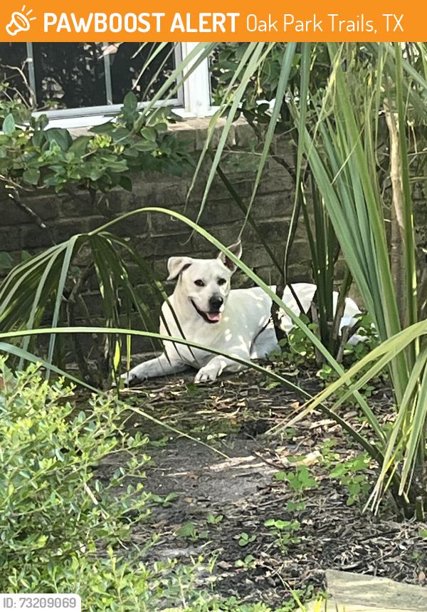 Found/Stray Unknown Dog last seen Oak Park Trails, Oak Park Trails, TX 77450