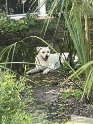 Found/Stray Unknown Dog last seen Oak Park Trails, Oak Park Trails, TX 77450