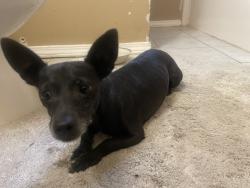 Reunited Female Dog last seen Handley neighborhood, Fort Worth, TX 76112