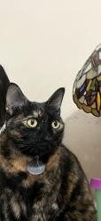 Reunited Female Cat last seen Ashmont Dr & Andover Dr, Frisco, TX 75035