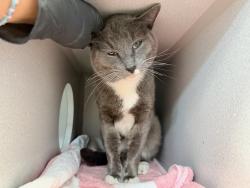 Shelter Stray Male Cat last seen Near Hughes Avenue, BRONX, NY, 10454, 326 E 110th St, New York, NY 10029, USA