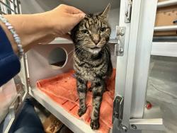 Shelter Stray Male Cat last seen Apt 5C,508 E 163rd Street, BRONX, NY, 10451, 326 E 110th St, New York, NY 10029, USA