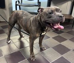 Shelter Stray Female Dog last seen Milstein Hospital, NEW YORK, NY, 10032, 326 E 110th St, New York, NY 10029, USA