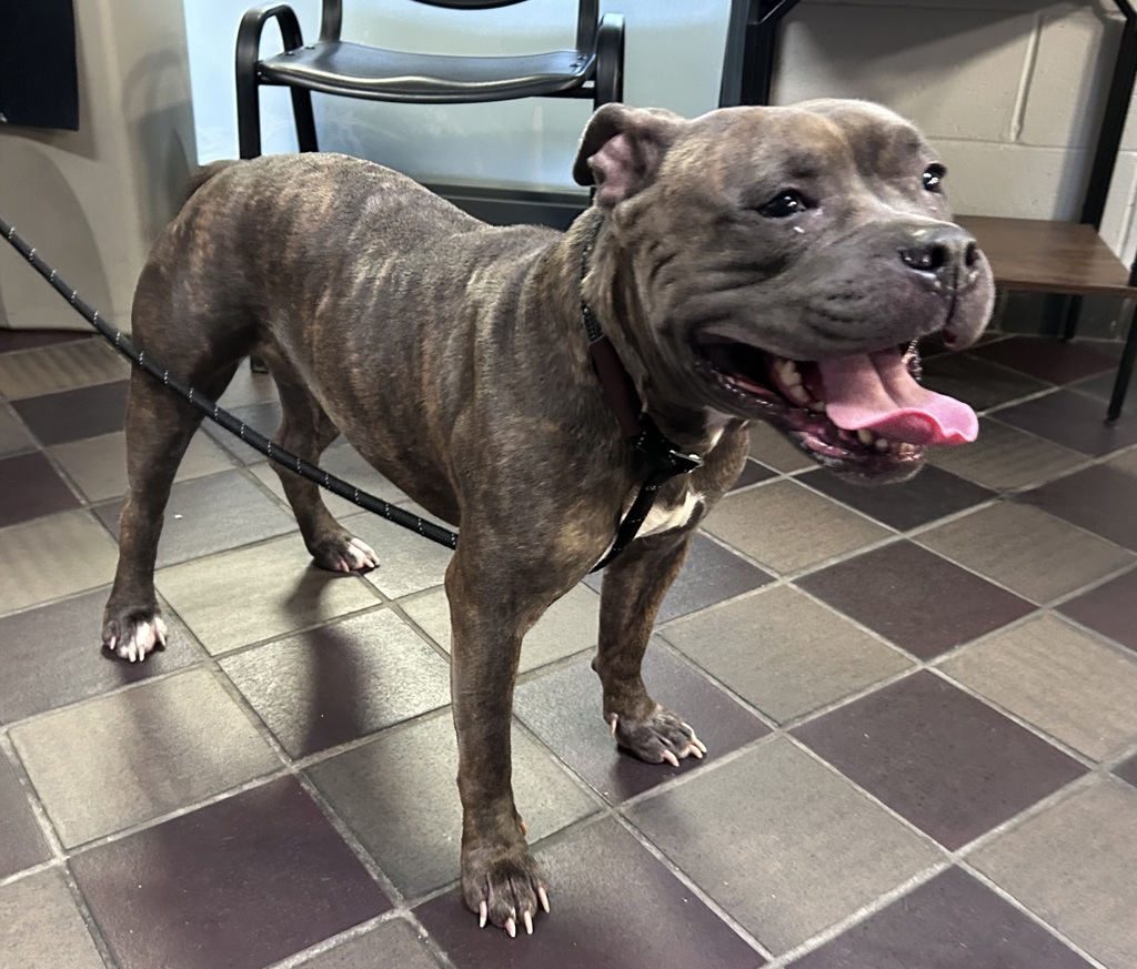 Shelter Stray Female Dog last seen Milstein Hospital, NEW YORK, NY, 10032, 326 E 110th St, New York, NY 10029, USA