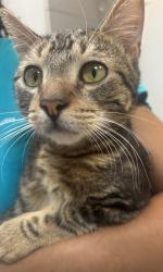 Shelter Stray Male Cat last seen Near Briggs, BRONX, NY, 10458, 326 E 110th St, New York, NY 10029, USA