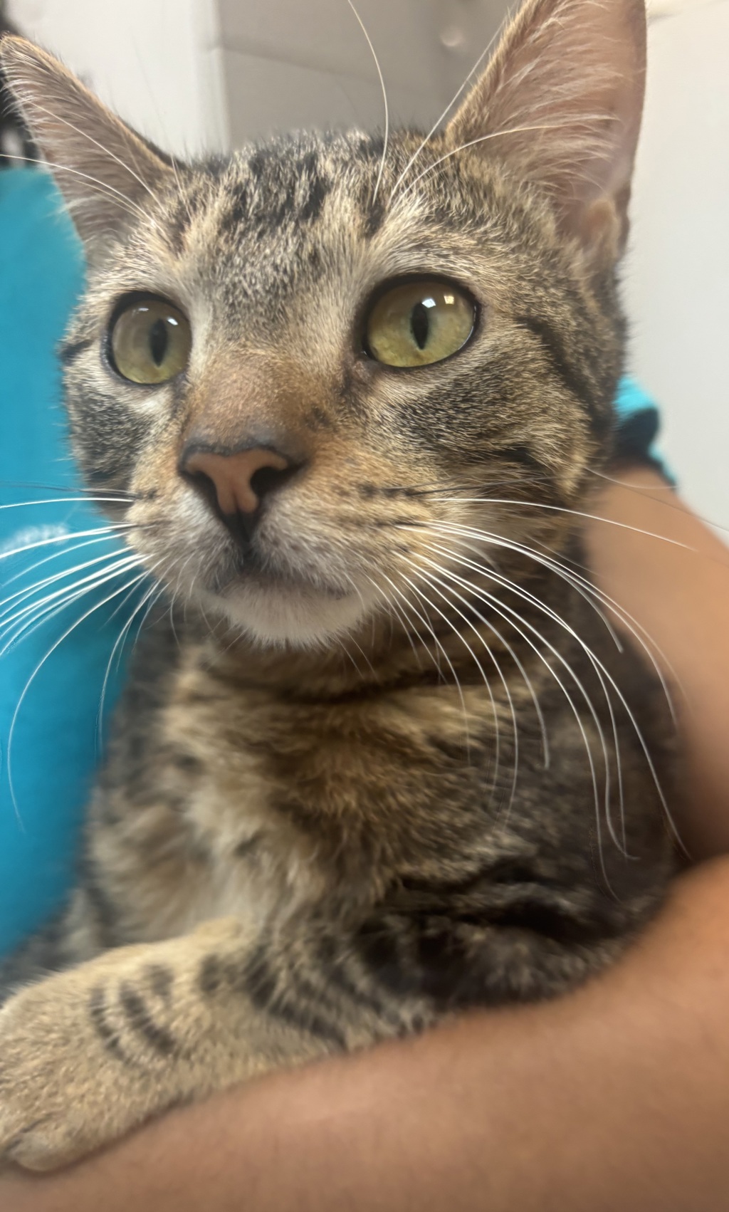 Shelter Stray Male Cat last seen Near Briggs, BRONX, NY, 10458, 326 E 110th St, New York, NY 10029, USA