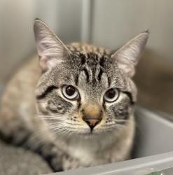 Shelter Stray Male Cat last seen Apt 104,6795 S Field Street, Littleton, CO, 80123, 580 McIntyre St, Golden, CO 80401, USA