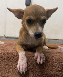 Shelter Stray Female Dog last seen Near Glenridge Road, Escondido, CA, 92027, Escondido, CA 92027, USA