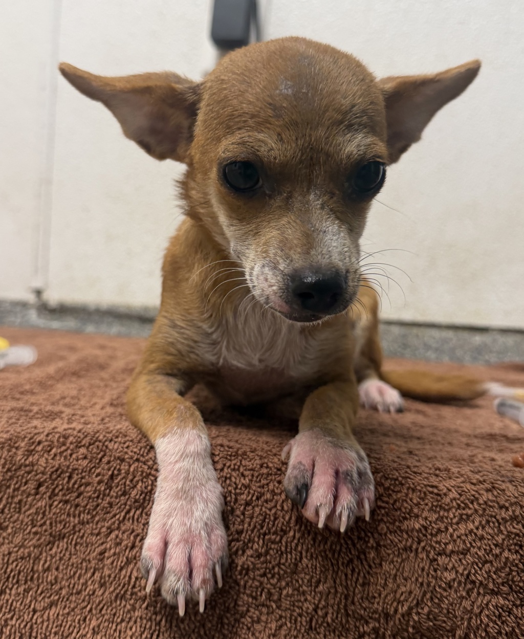 Shelter Stray Female Dog last seen Near Glenridge Road, Escondido, CA, 92027, Escondido, CA 92027, USA