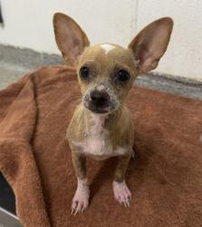 Shelter Stray Female Dog last seen Near Glenridge Road, Escondido, CA, 92027, Escondido, CA 92027, USA