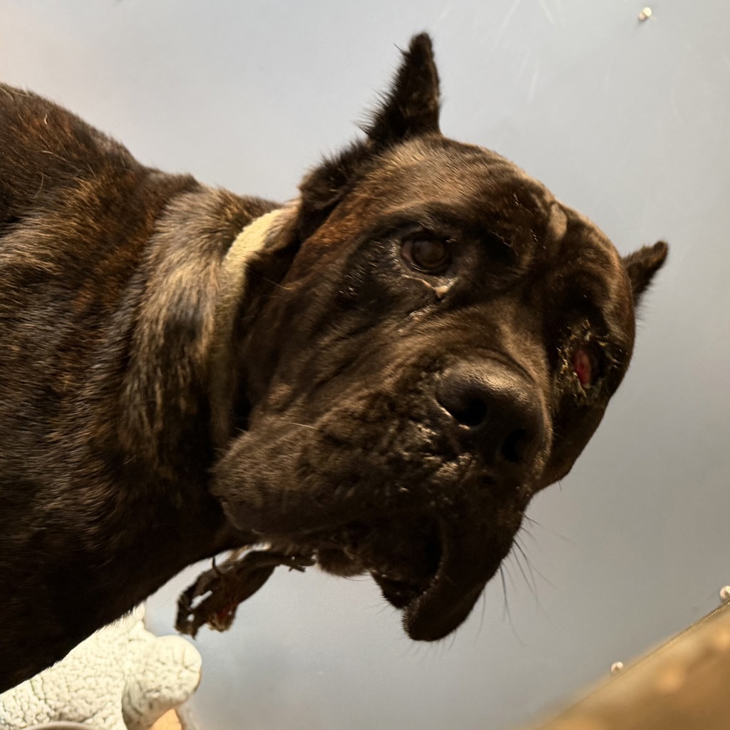 Shelter Stray Male Dog last seen El Cajon Boulevard, San Diego, CA, 92115, 5500 Gaines St, San Diego, CA 92110, USA