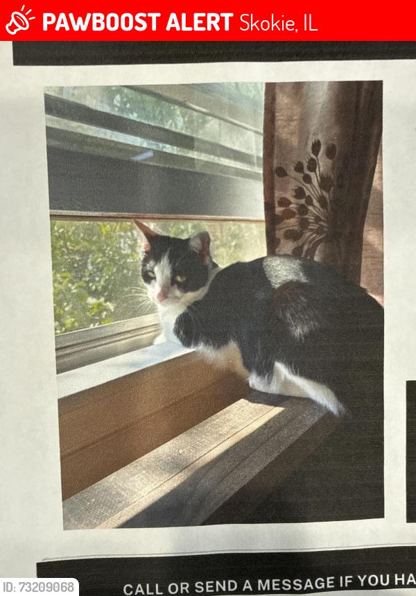Lost Female Cat last seen Monticello and Lee Street, Skokie, IL 60076