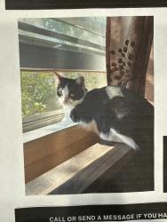 Lost Female Cat last seen Monticello and Lee Street, Skokie, IL 60076