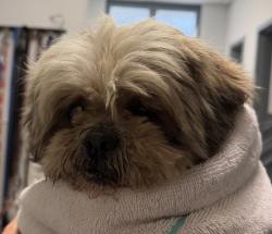 Shelter Stray Female Dog last seen Near Bannock Avenue, San Diego, CA, 92117, 5500 Gaines St, San Diego, CA 92110, USA