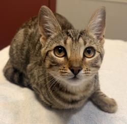 Shelter Stray Female Cat last seen 69th village stuck in park tree, OAKLAND, CA, 94601, 8323 Baldwin St, Oakland, CA 94621, USA