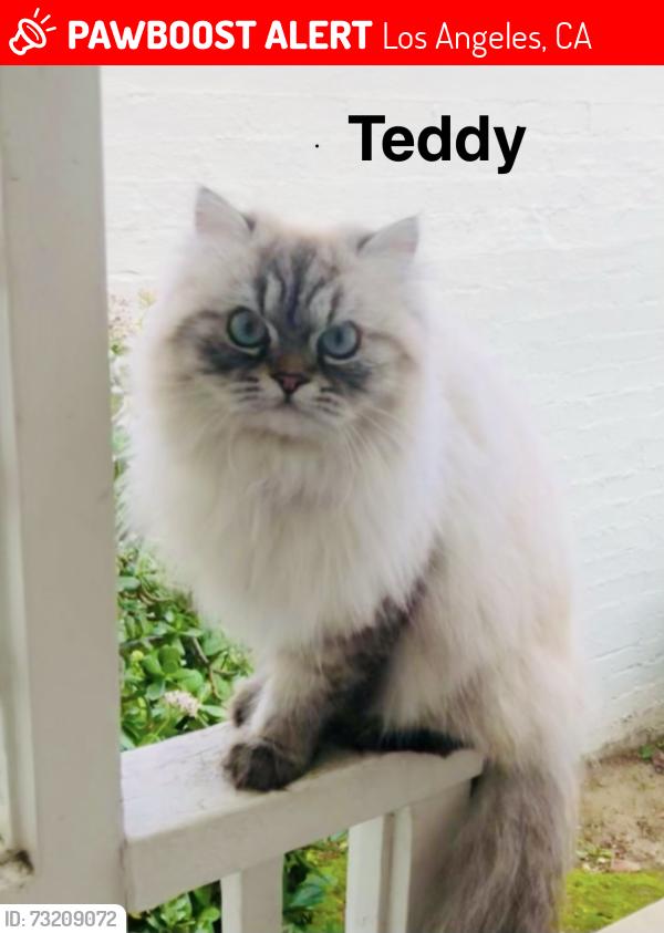 Lost Male Cat last seen Lindenhurst and GENESEE Avenue, Los Angeles, CA 90036