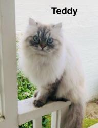 Lost Male Cat last seen Lindenhurst and GENESEE Avenue, Los Angeles, CA 90036