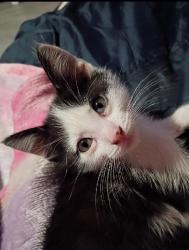 Lost Male Cat last seen Gold Strike Mobile Home Park, San Andreas, CA 95249