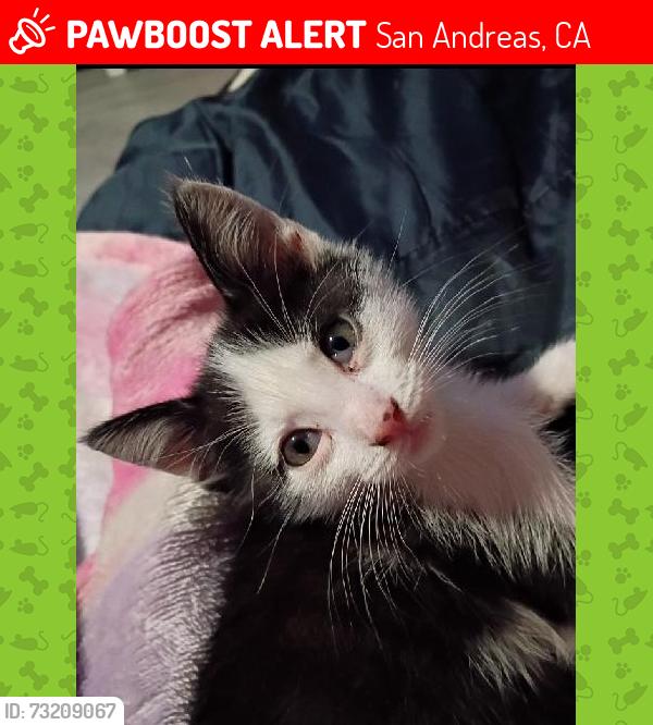 Lost Male Cat last seen Gold Strike Mobile Home Park, San Andreas, CA 95249