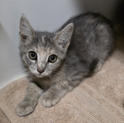 Shelter Stray Female Cat last seen Near intersection of K St and 36th St, San Diego, CA, 92102, El Cajon, CA 92020, USA