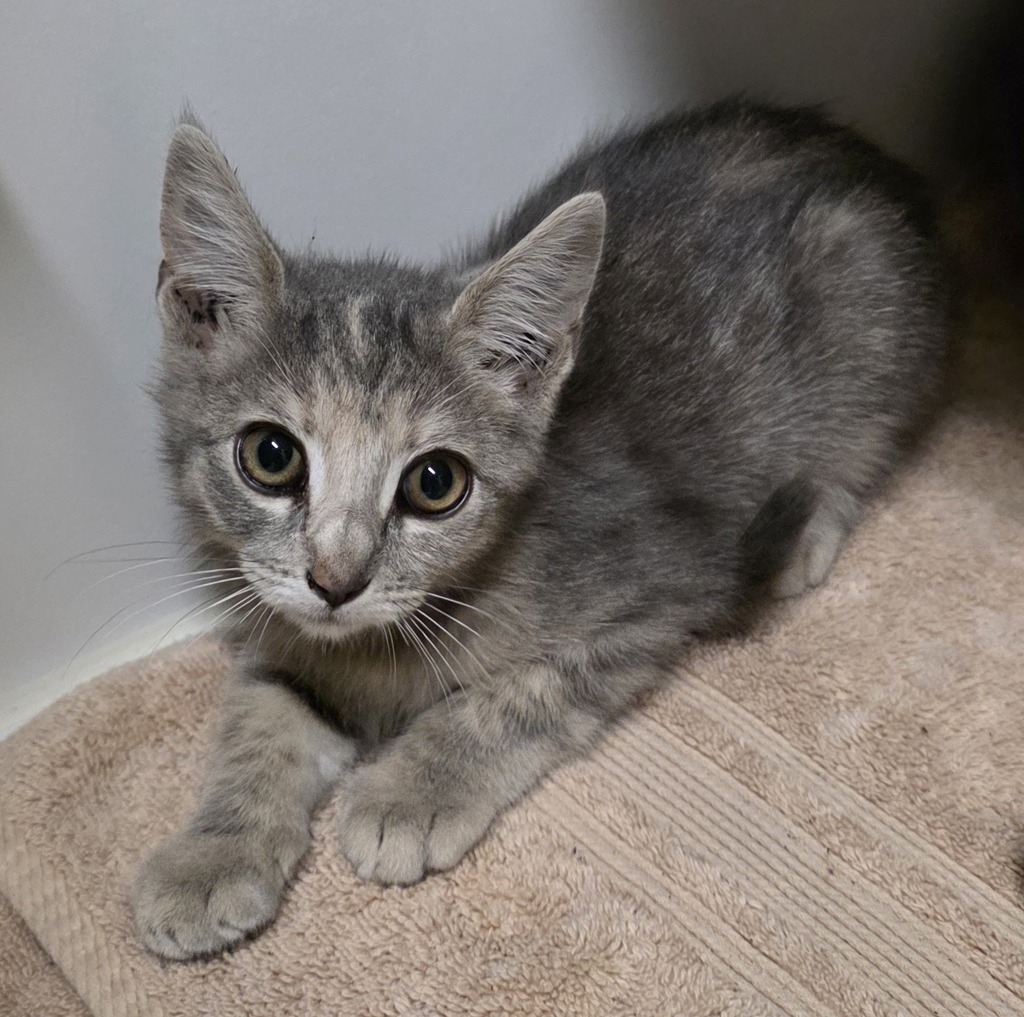 Shelter Stray Female Cat last seen Near intersection of K St and 36th St, San Diego, CA, 92102, El Cajon, CA 92020, USA