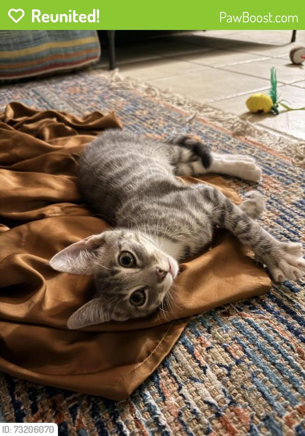 Reunited Male Cat last seen Circle Drive and magnolia, Tallahassee, FL 32301