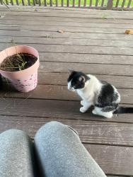 Found/Stray Unknown Cat last seen Near deadwood dr, Houston, TX 77040