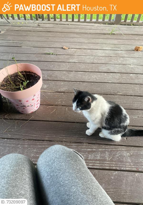 Found/Stray Unknown Cat last seen Near deadwood dr, Houston, TX 77040