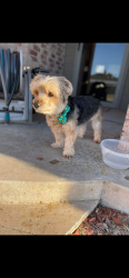 Lost Male Dog last seen Santafe and 33rd in Edmond, Oklahoma City, OK 73013