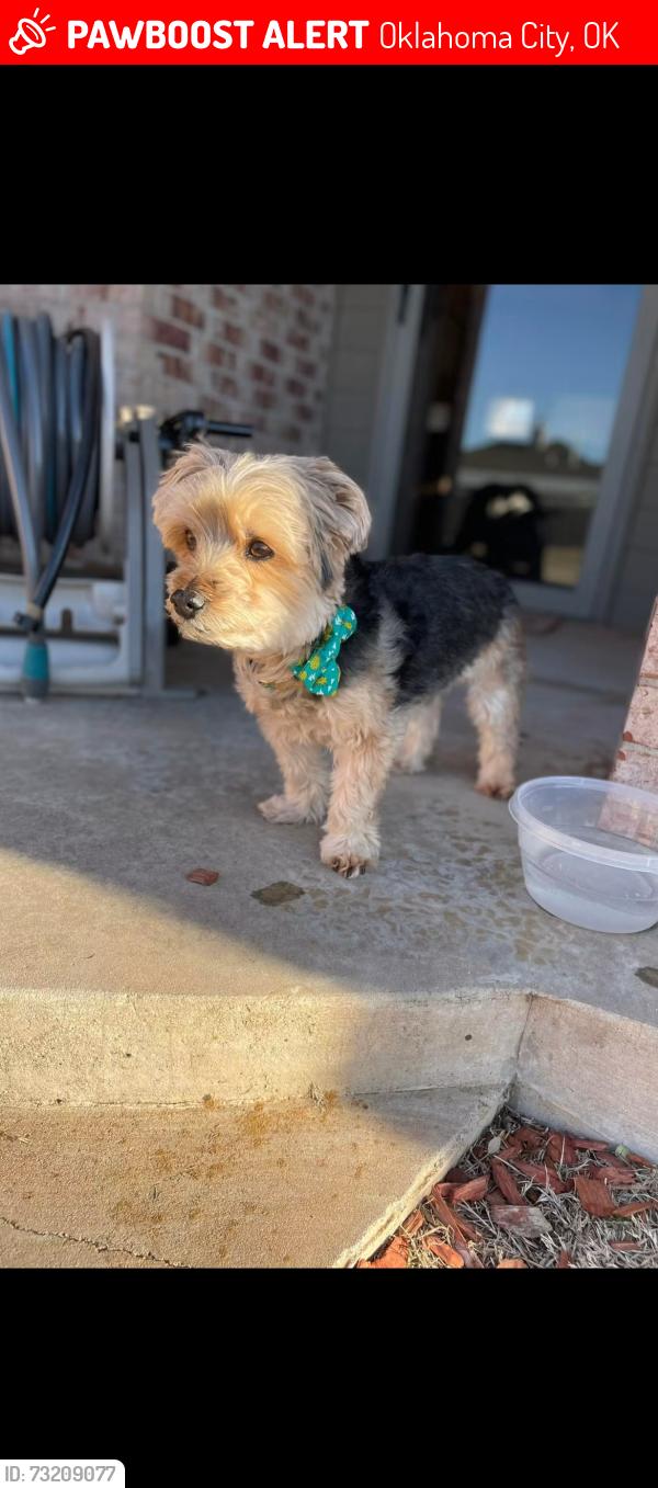 Lost Male Dog last seen Santafe and 33rd in Edmond, Oklahoma City, OK 73013