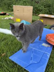 Reunited Male Cat last seen Near Clearview Dr, Florissant, MO 63033, USA, Florissant, MO 63033