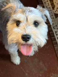 Reunited Female Dog last seen Near st avenue, Chula Vista, CA 91910