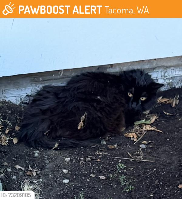 Found/Stray Unknown Cat last seen Hailey apmts, Tacoma, WA 98402