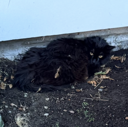 Found/Stray Unknown Cat last seen Hailey apmts, Tacoma, WA 98402