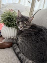 Lost Male Cat last seen Bothell High School, Bothell, WA 98011
