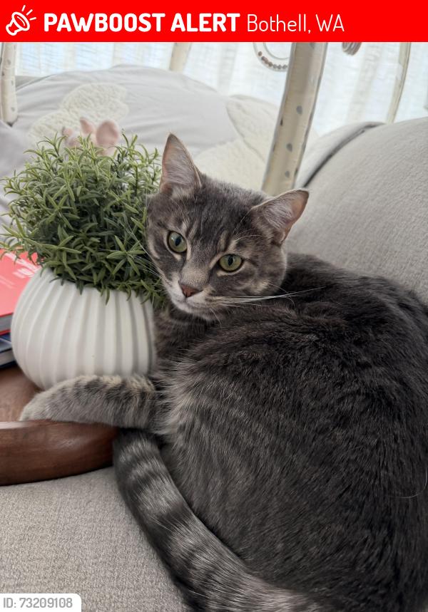 Lost Male Cat last seen Bothell High School, Bothell, WA 98011